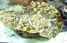clam1.jpg