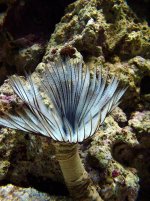 pictures taken on 01-03-04 031.jpg