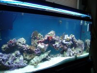 all kinds of tank pics 059 copy.jpg