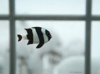 d6859 arctic damsel 640x.jpg
