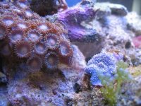 macro1 081504copy2.jpg