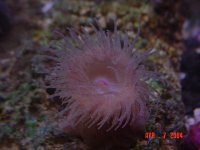 anemone1.jpg