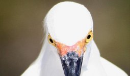 I thought I saw a puddy cat.jpg