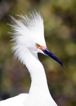 300mm Tokina bird test 4 060.jpg