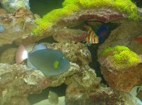 frank fish 4 044.jpg