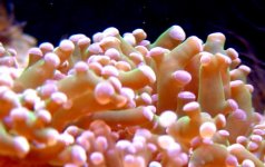 Frog Spawn (Small).jpg
