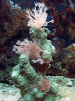 xenia rock 3-30-05.JPG