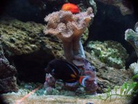 Toadstool full shot 4-24-05.JPG