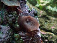 Mushrooms close 4-24-05.JPG