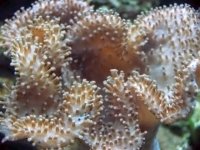 Toadstool Leather 4-24-05.JPG