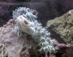 xenia.gif