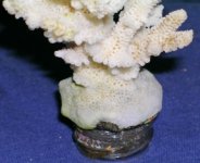 bali bottle cap farmed coral base total growth coverage sm.jpg