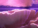 sps-002.gif