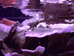 sps-001.gif