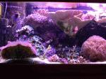 whole-tank-shots-002.gif