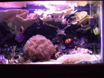 whole-tank-shots-003.gif