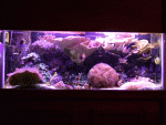 whole-tank-shots-001.gif