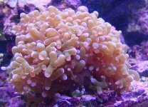 frogspawn.jpg