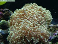 Frogspawn Coral.jpg