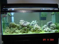 jay's fish tank 001.jpg