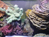 corals out growing (small).jpg