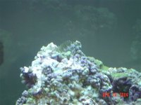 jay's fish tank 003.jpg