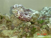 jay's fish tank 002.jpg