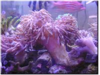 sinucoral.jpg