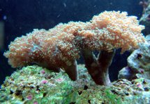 frogspawn-e.jpg