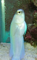 JawFish-after.jpg
