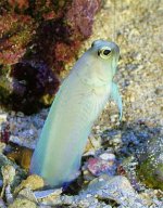 JawFish-before.jpg