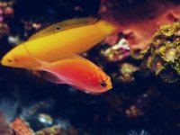 fish1.jpg