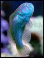 goby3.jpg