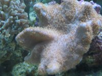 leather coral.jpg