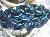 clamsdirectphoto.jpg