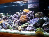 Tank 5-2-05 034 (Medium).jpg