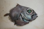 pic10903.jpg