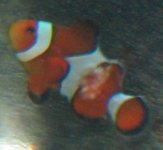 fungus 2.jpg