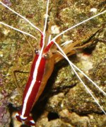 cleaner shrimp2 (2).jpg