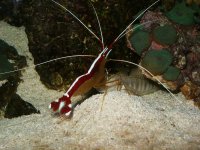 cleaner_in_action (2).jpg