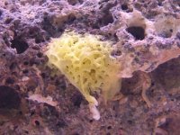 sponge.jpg