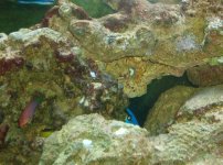 frank fish 4 008.jpg