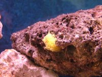 newsponge.jpg