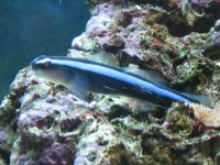neon goby with filaments.jpg