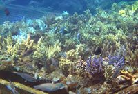 8-undersea.jpg