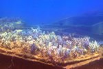 undersea_01.jpg