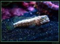 dusky jawfish 04-04.jpg