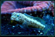 dusky jawfish 2 04-04.jpg