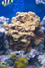 mini-torch or cup coral 2 24 04.jpg