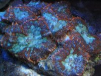 mushroom full rock.jpg